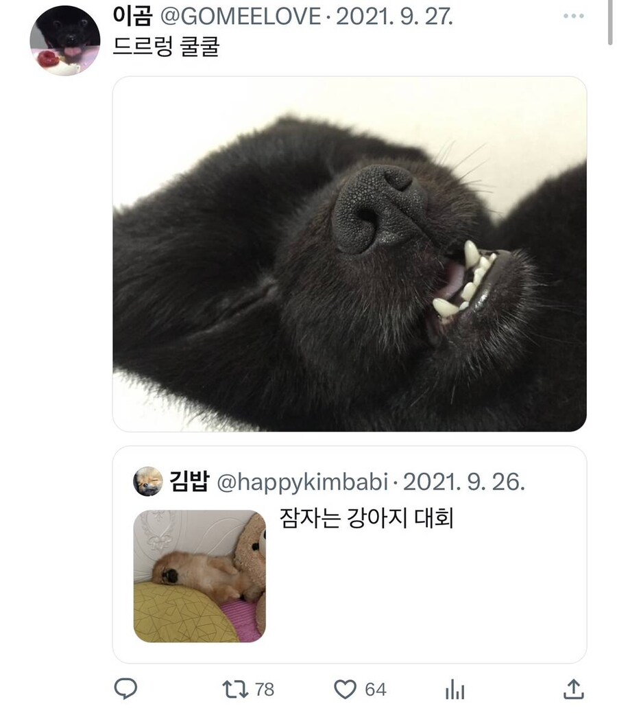 잠자는 강아지 사진 대회.jpg_2.jpg