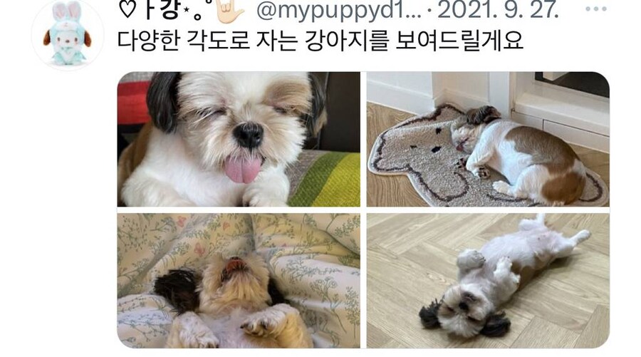 잠자는 강아지 사진 대회.jpg_3.jpg