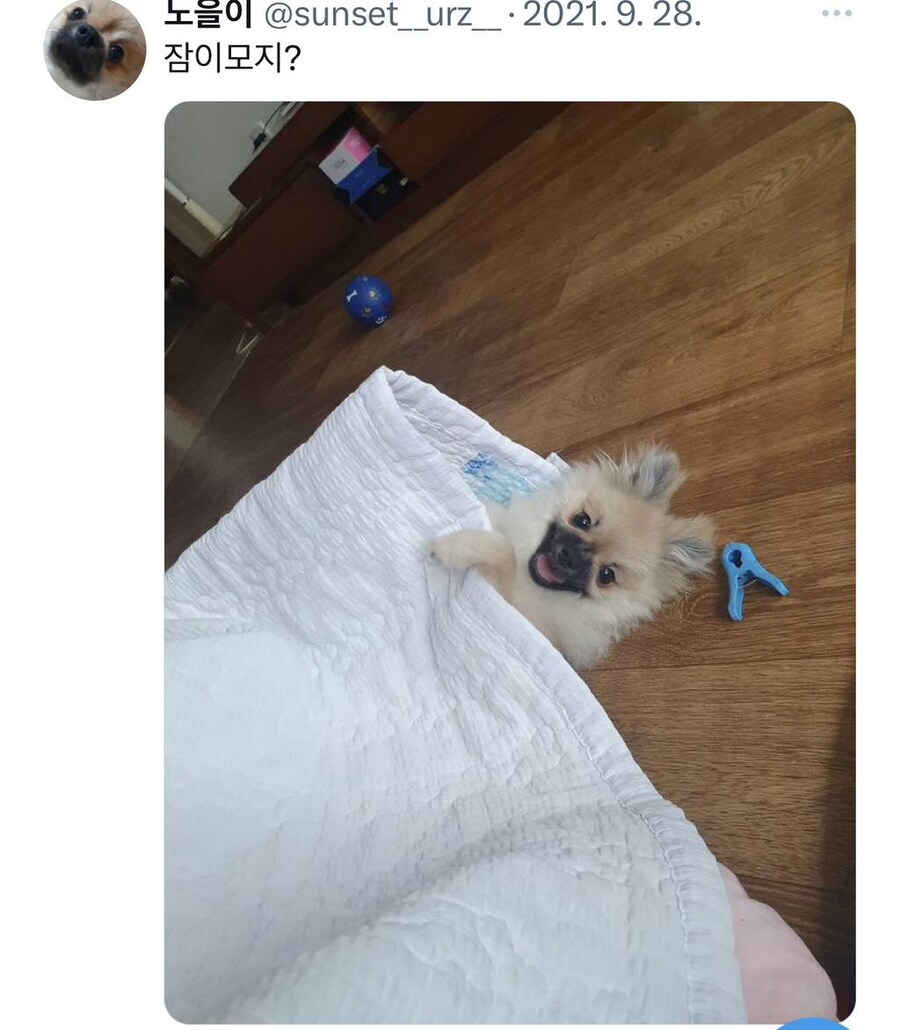 잠자는 강아지 사진 대회.jpg_9.jpg