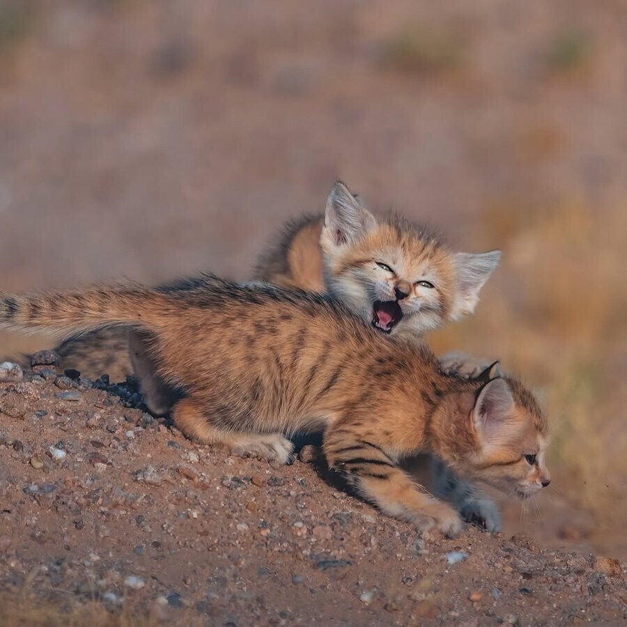 우리가 잘 모르는 사막고양이_9.jpg