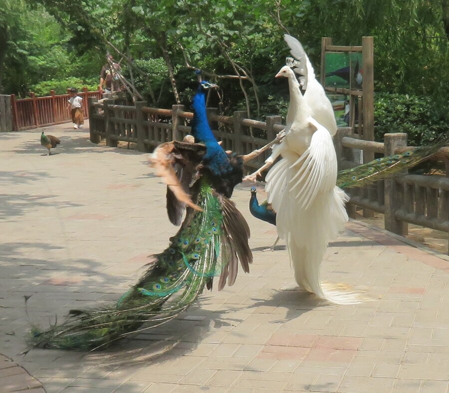 한 번 싸우면 격렬하게 싸우는 새.jpg_1.jpg