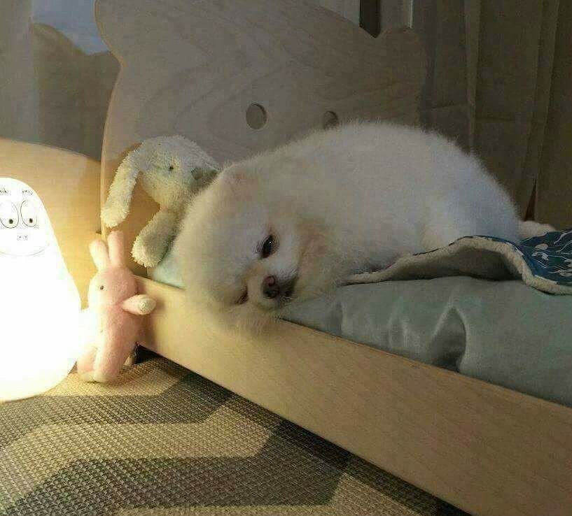 댕댕이 침대를 사준 결과_1.jpg