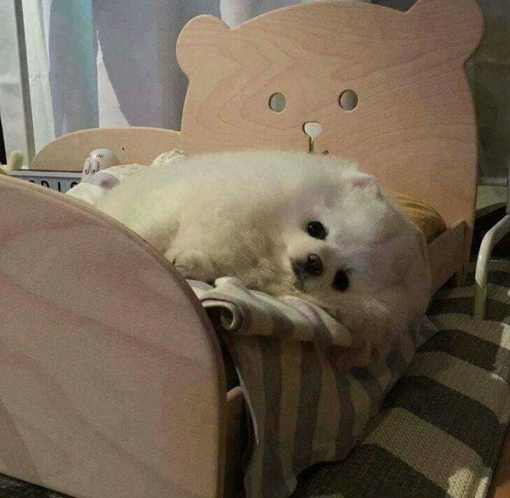 댕댕이 침대를 사준 결과_2.jpg