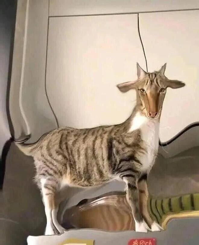 고양이 포토샵.jpg_1.jpg