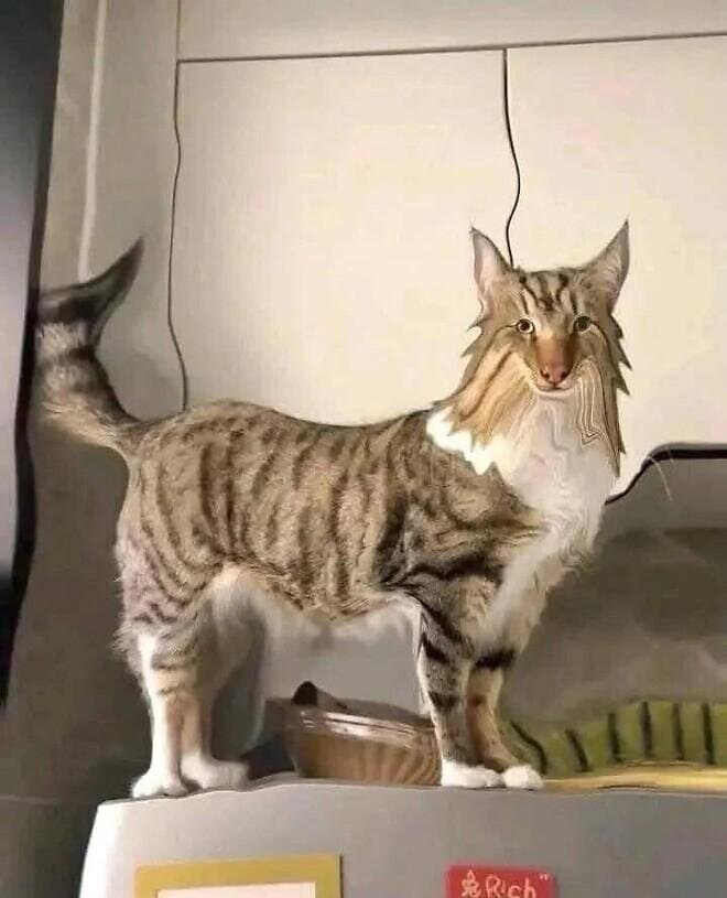 고양이 포토샵.jpg_3.jpg