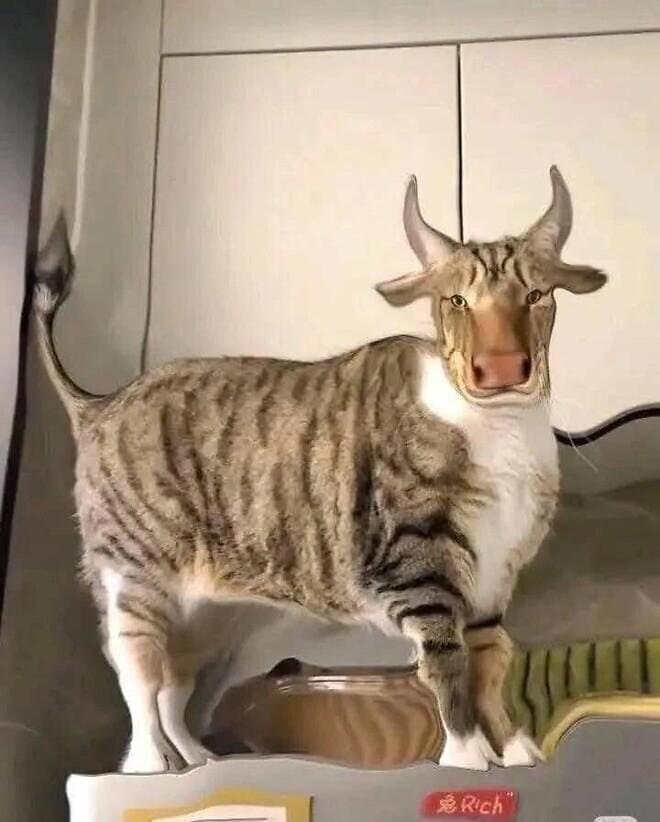 고양이 포토샵.jpg_7.jpg