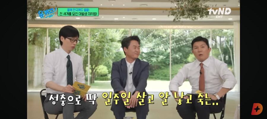 러브버그, 수컷은 짝짓기 후 죽을때까지 암컷과 붙어있어_4.jpg