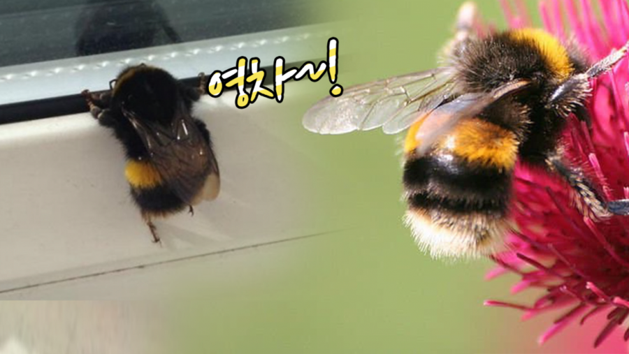 귀여운 곤충...._2.webp