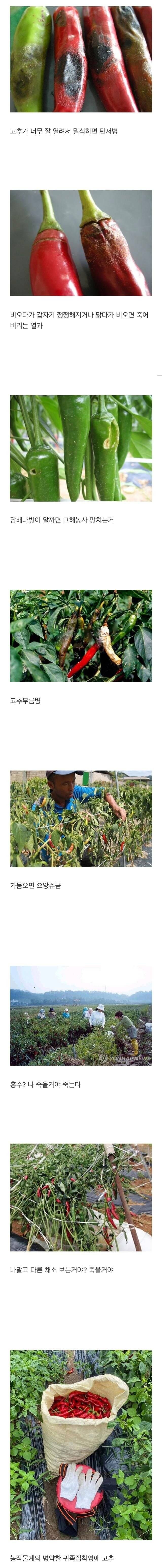 농작물 중에서 키우기 난이도 sss급이라는 농작물_1.jpg