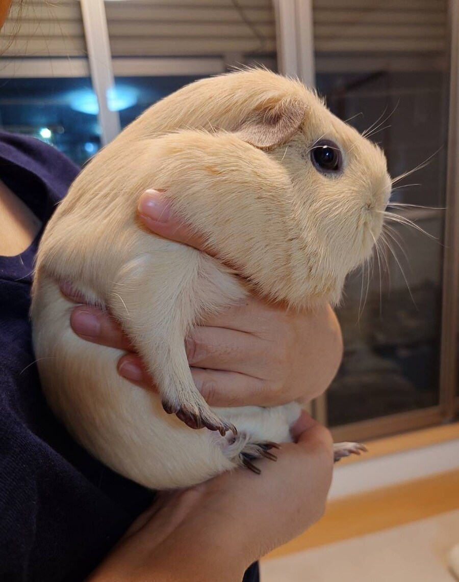 너무 잘먹여 키운 기니피그_1.jpg