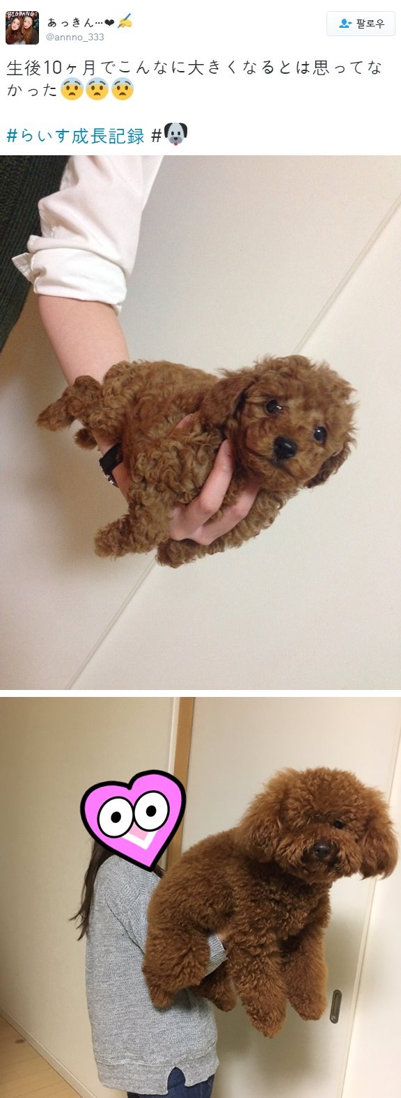강아지 분양 후기.jpg_1.jpg