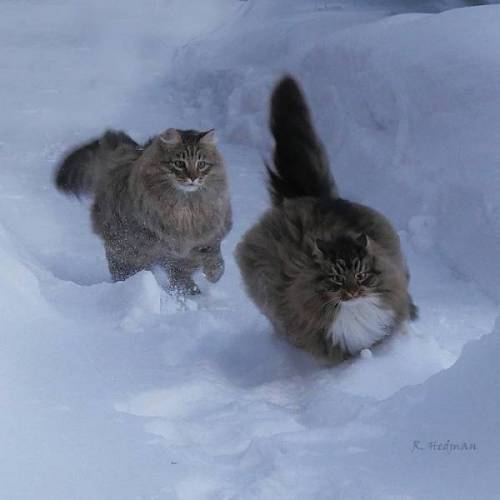 북유럽의 흉폭한 맹수.jpg_1.jpg