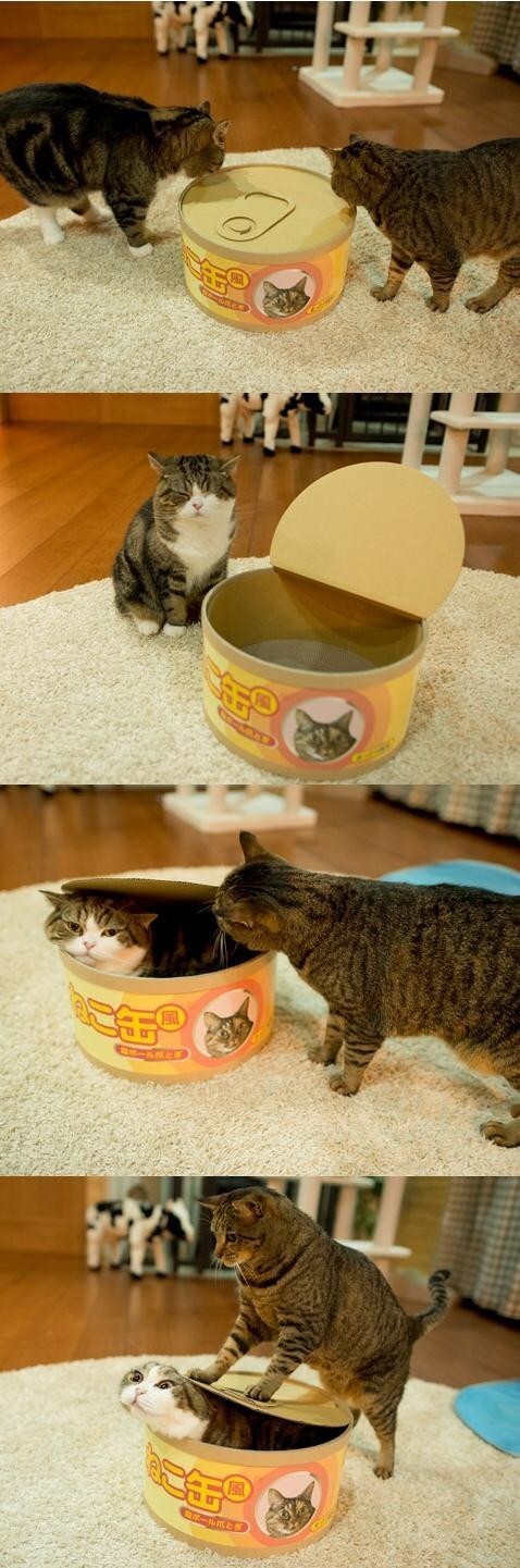 고양이 통조림.jpg_1.jpg