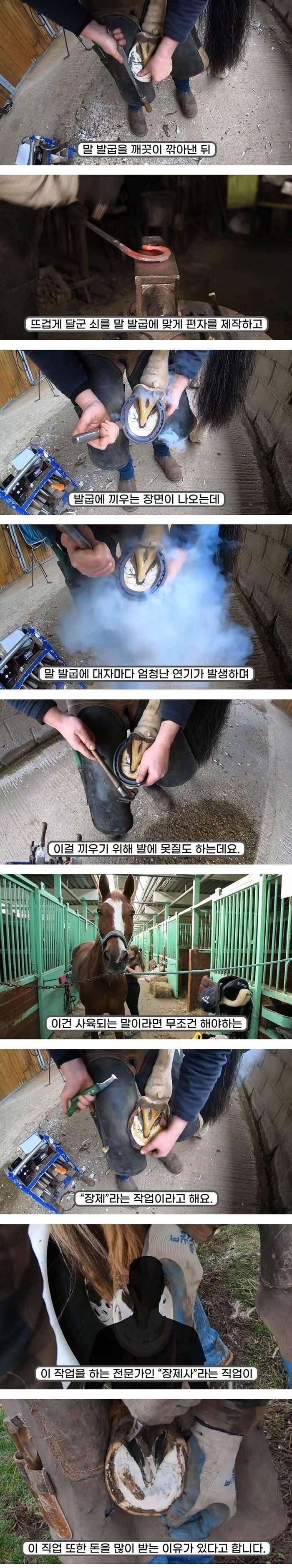 말발굽 관리를 꼭 해줘야 하는 이유.jpg_1.jpg