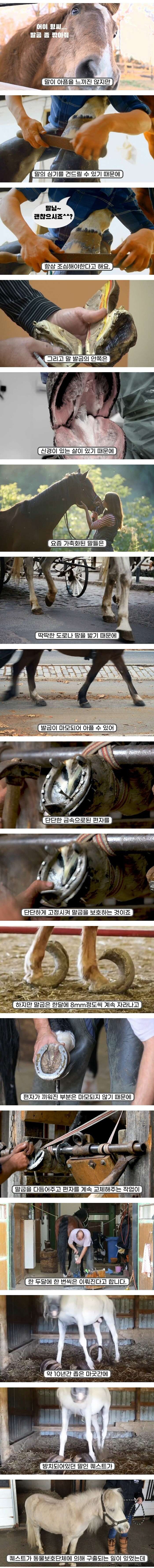 말발굽 관리를 꼭 해줘야 하는 이유.jpg_2.jpg