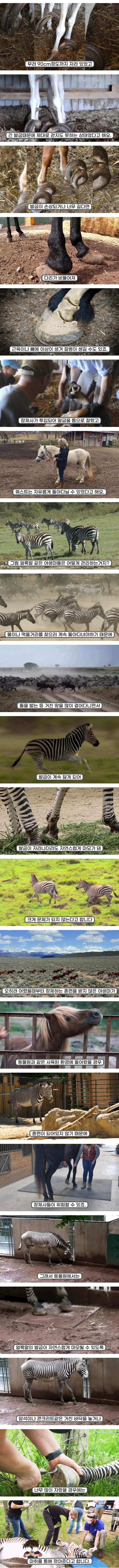 말발굽 관리를 꼭 해줘야 하는 이유.jpg_3.jpg