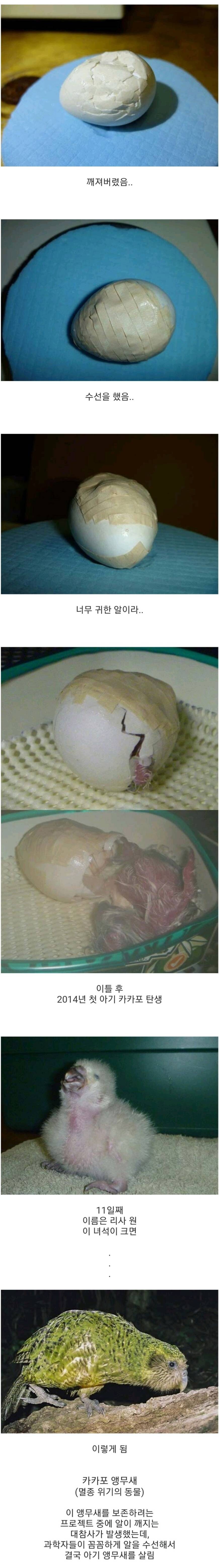 멸종위기 새의 알이 깨져버렸다.jpg_1.jpeg