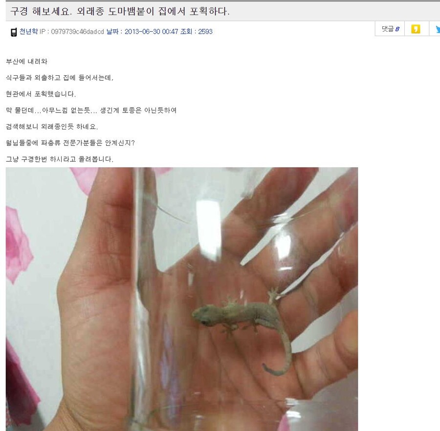 의외로 국내에서 서식하는 파충류_2.jpeg