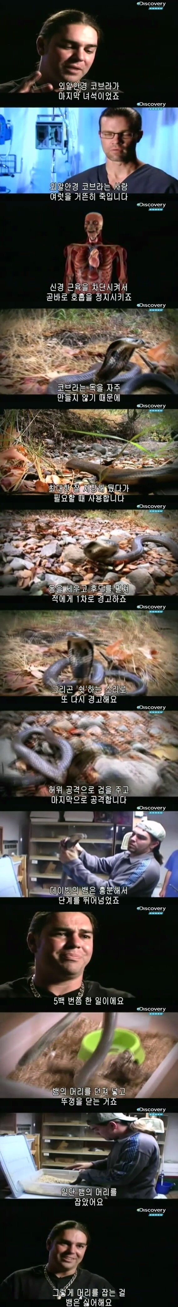 [극혐] 코브라한테 물려 배에 구멍이 뚫린 사람.jpg_2.jpg