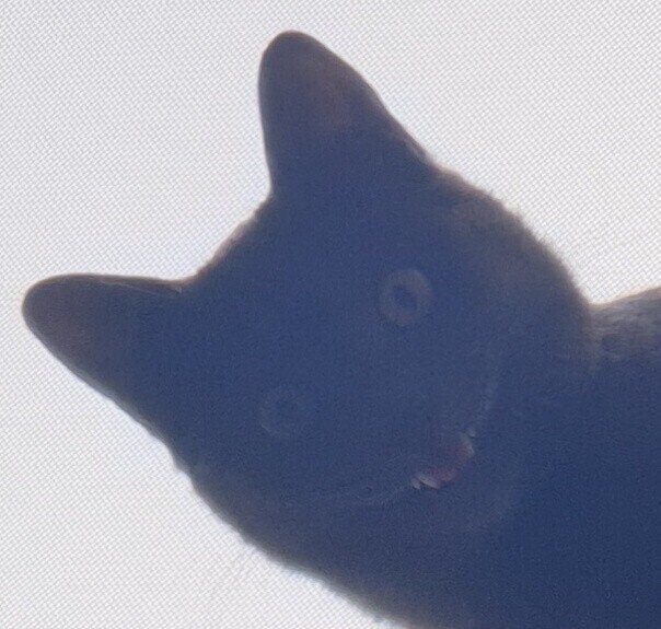검은 고양이가 옛날부터 흉조로 여겨진 이유_2.jpeg