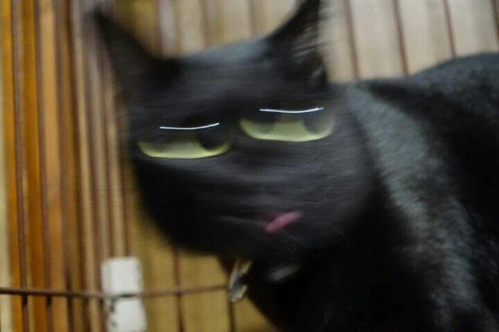 검은 고양이가 옛날부터 흉조로 여겨진 이유_7.jpeg