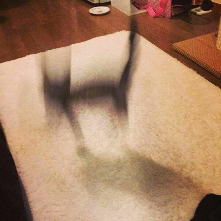 검은 고양이가 옛날부터 흉조로 여겨진 이유_10.jpeg