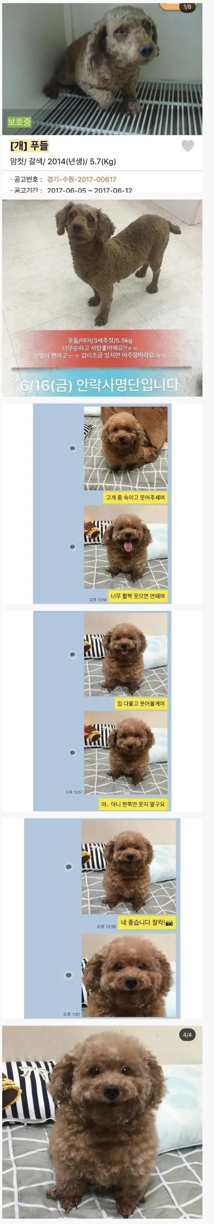 유기견(안락사예정)에서 입양후 변화 과정_1.webp
