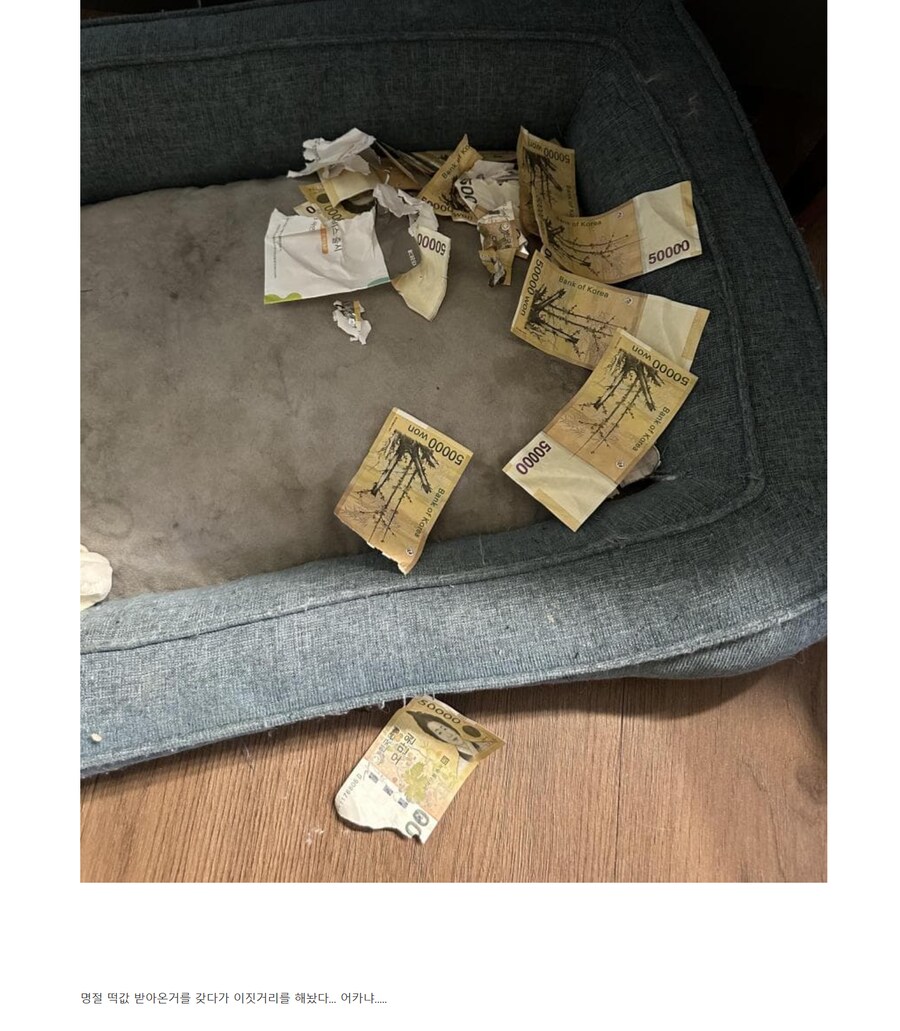 고양이 키우면 돈이 많이 드는 이유_1.png