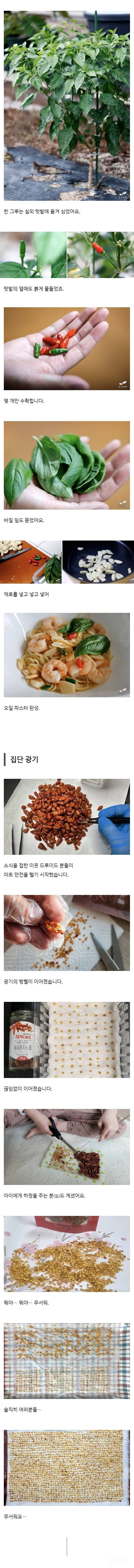 수입 배트남고추 씨- 발아 jpg_5.jpg