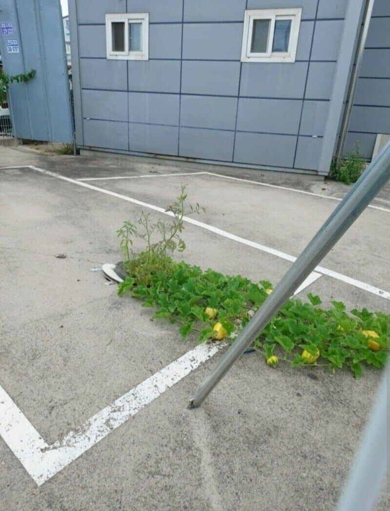 한국에서 가장 달콤하다는 과일 jpg_2.jpg