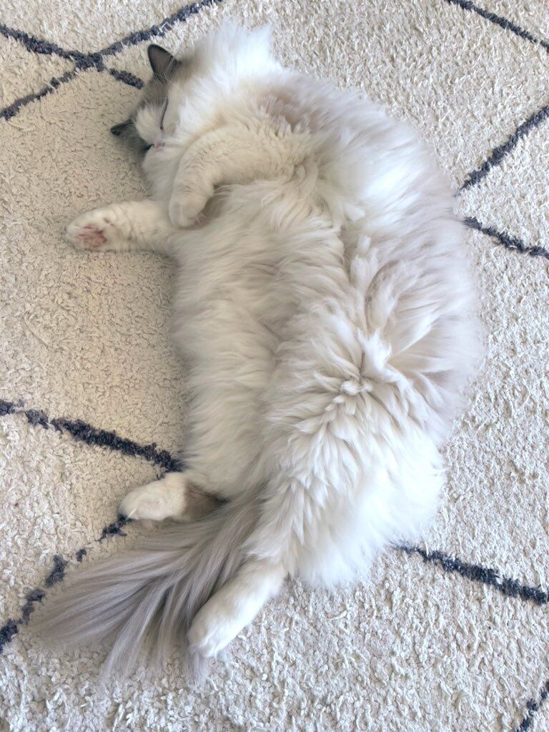 여름과 겨울 고양이 .jpg_2.jpg