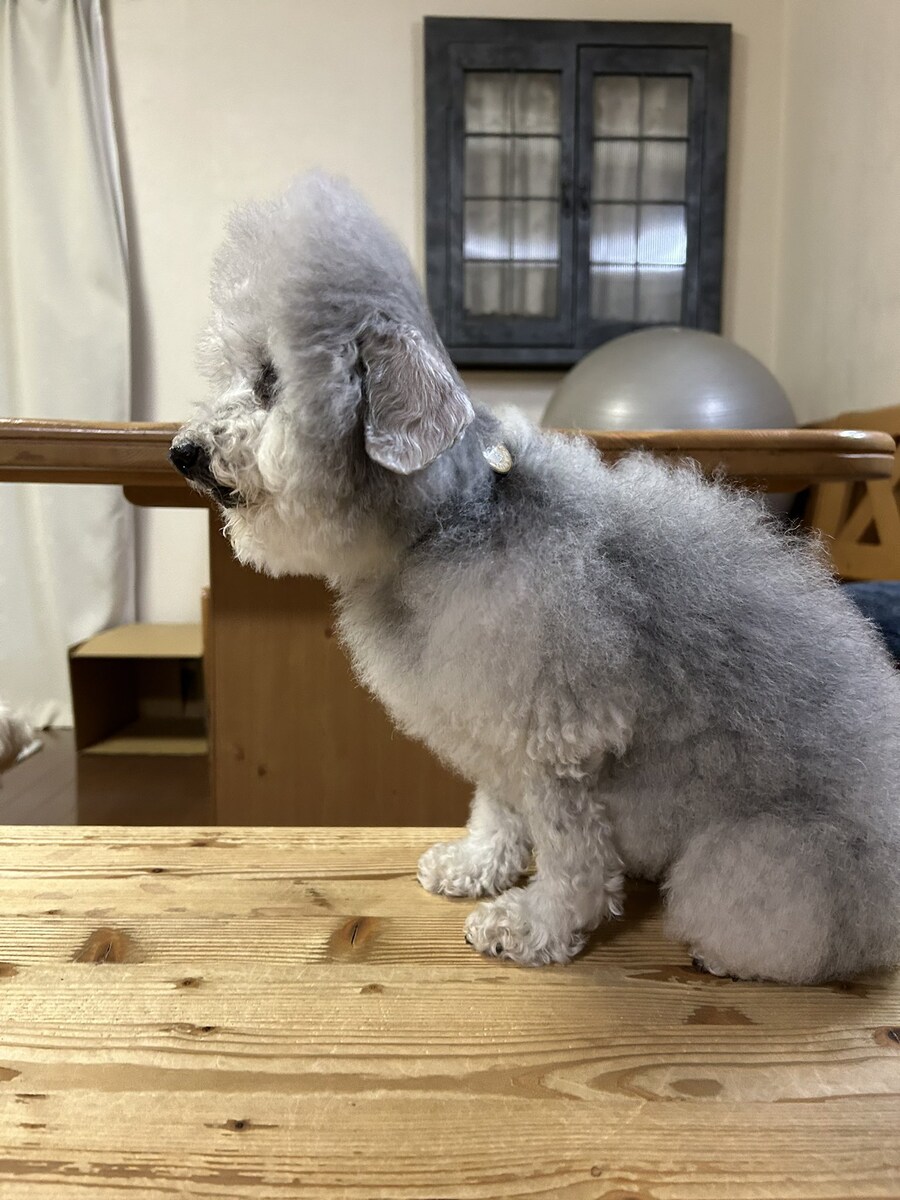 여름만되면 반쪽이 된다는 멍멍이.jpg_1.jpg