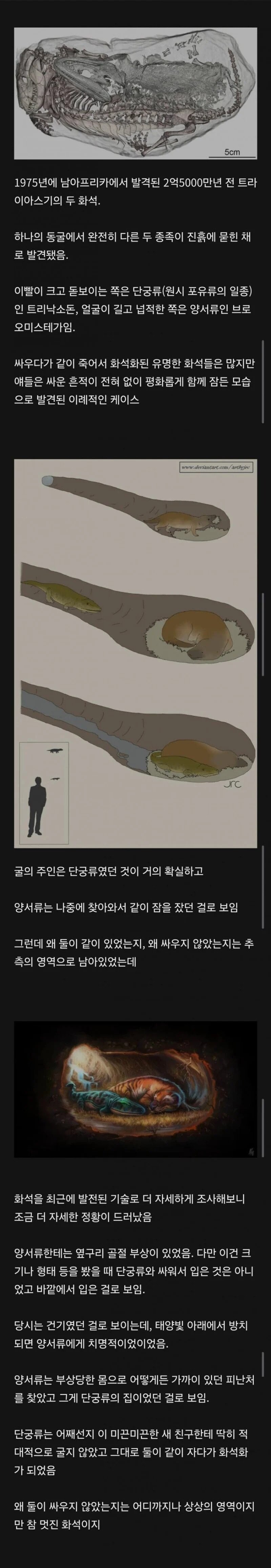 남아공에서 발견된 이종간 화석_1.jpg