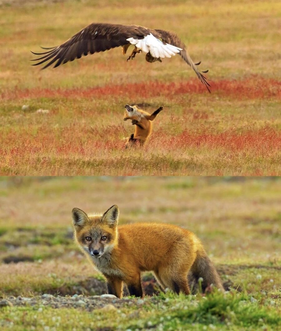 토끼를 잡은 여우를 잡은 독수리_7.png