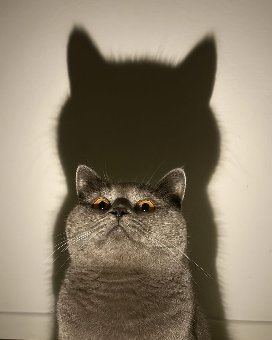 고양이 그림자.._2.jpg