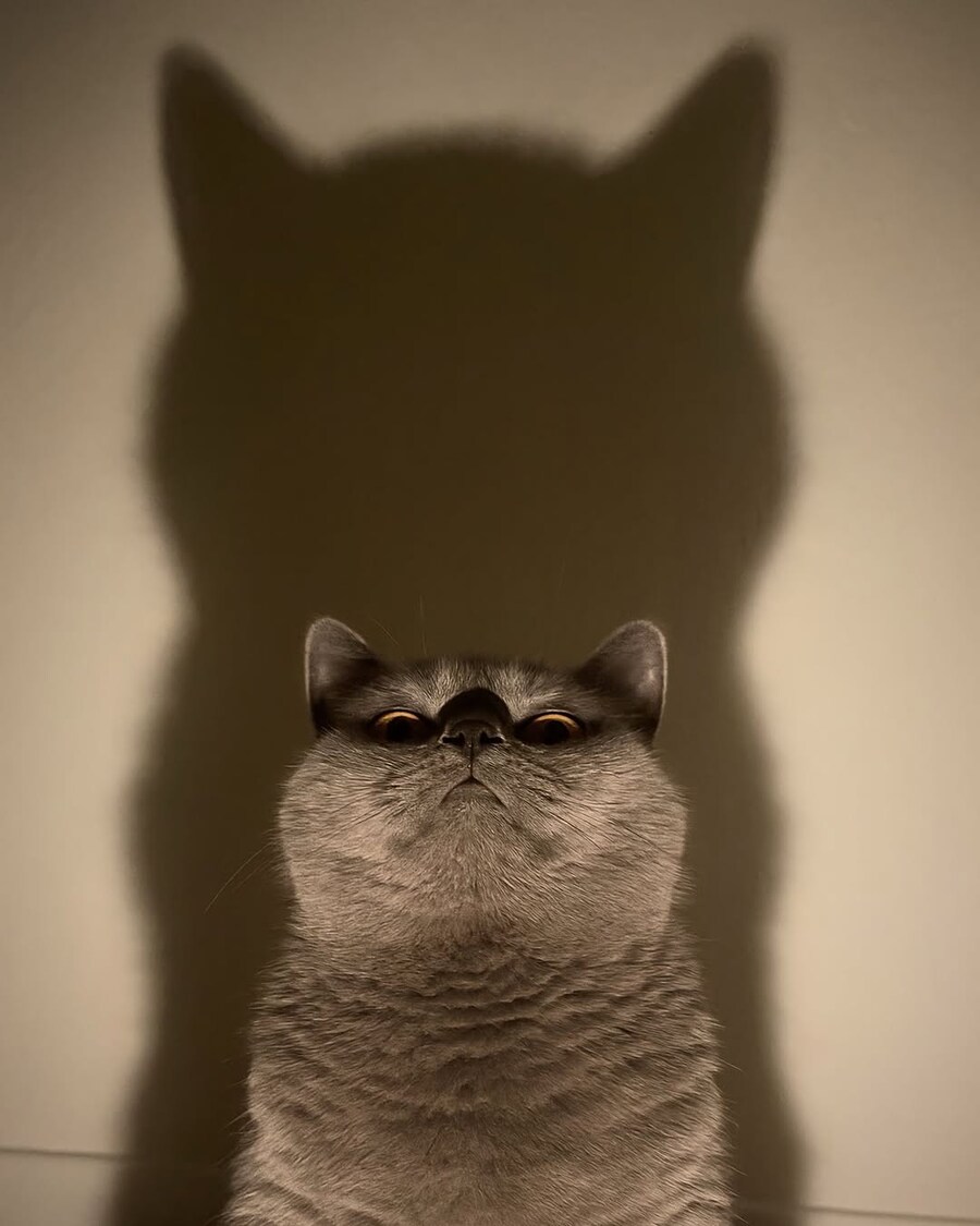 고양이 그림자.._3.jpg