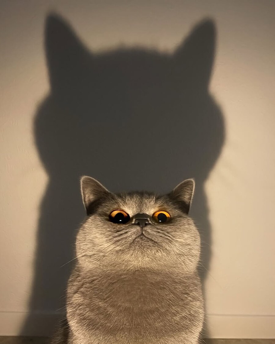 고양이 그림자.._4.jpg