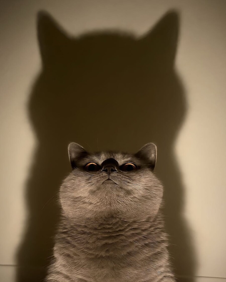 고양이 그림자.._5.jpg
