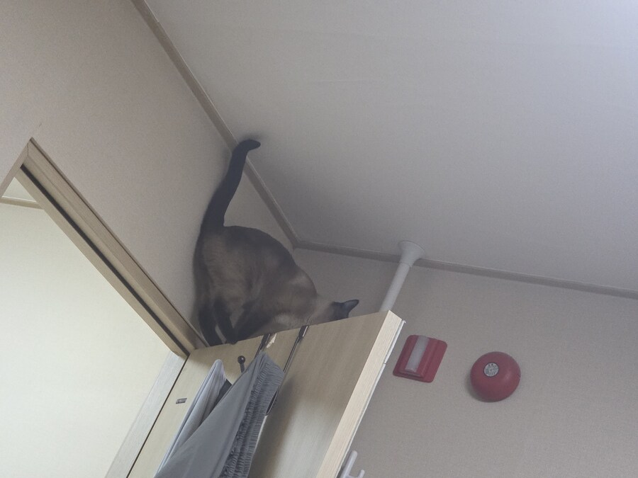 침대에 누워서 고양이 사진을 찍어봤음_1.jpg