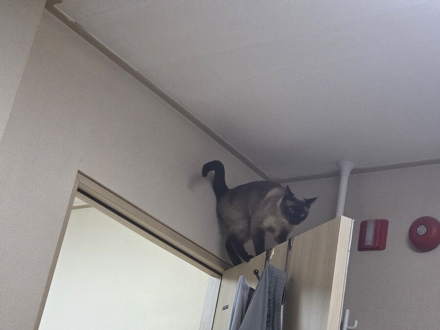침대에 누워서 고양이 사진을 찍어봤음_2.jpg