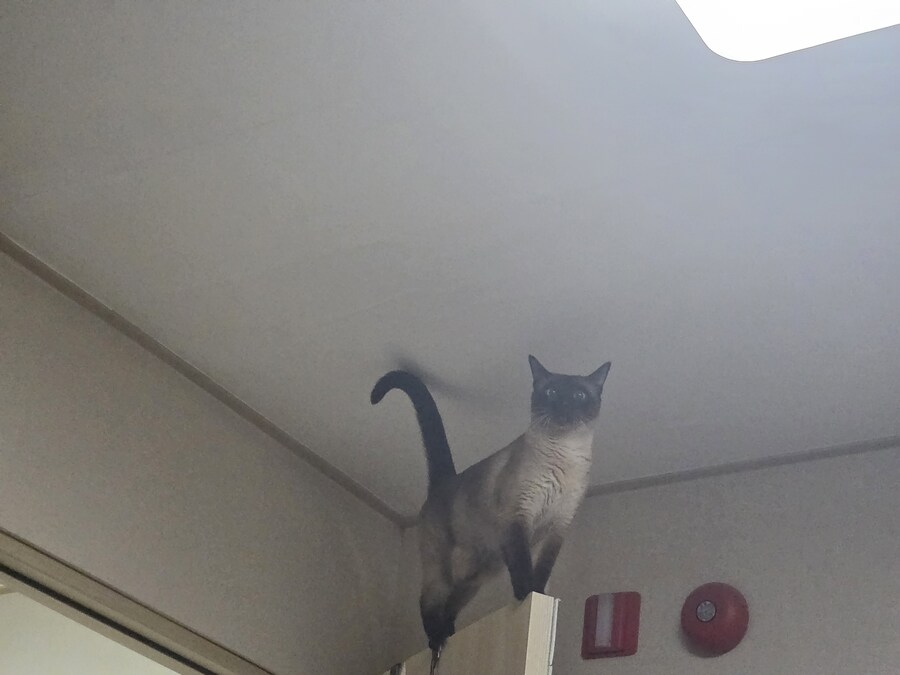 침대에 누워서 고양이 사진을 찍어봤음_4.jpg