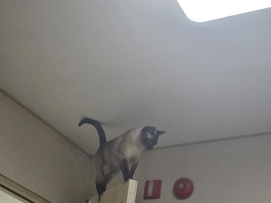침대에 누워서 고양이 사진을 찍어봤음_5.jpg