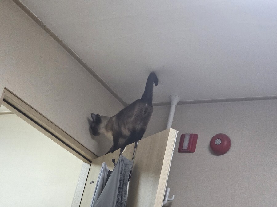 침대에 누워서 고양이 사진을 찍어봤음_7.jpg