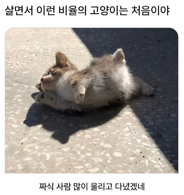 살인적인 비율의 아깽이_1.webp