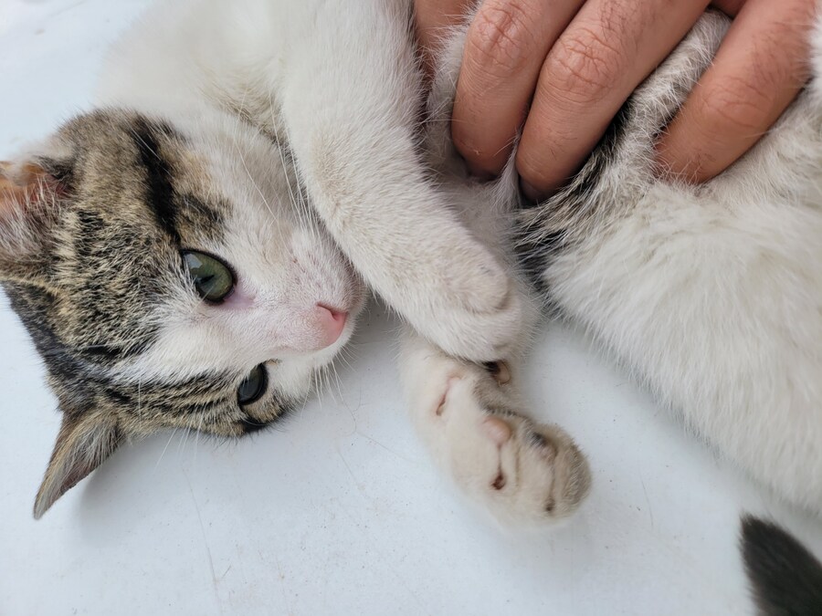 댓글로 고양이 자랑할라다가 법률위반일것같아서..._4.jpg