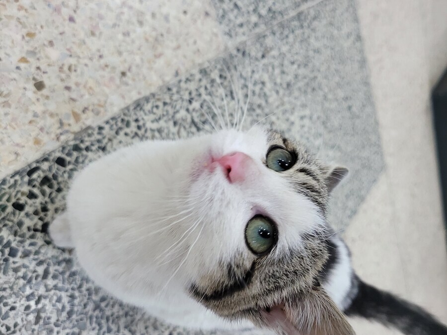 댓글로 고양이 자랑할라다가 법률위반일것같아서..._10.jpg
