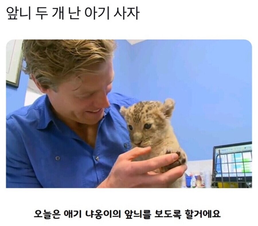 앞니 두개 난 아기사자.jpg_1.jpg