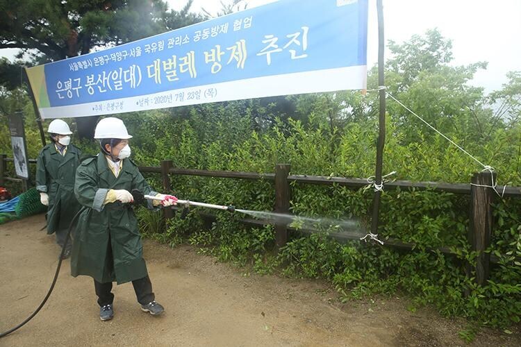 러브버그 퇴치하기 어려운 이유.jpg_2.jpg