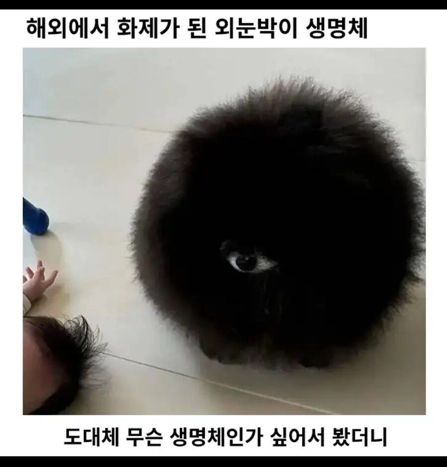 외눈박이 생명체 발견!!_1.jpg