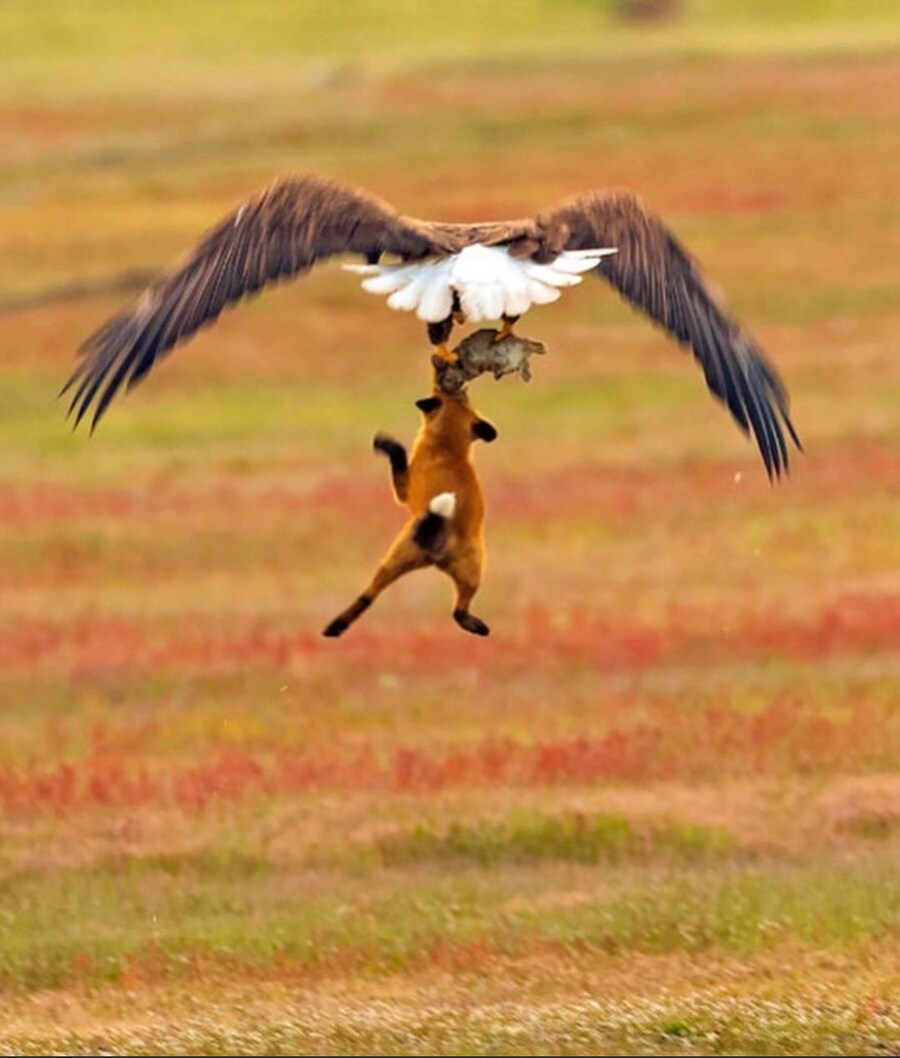 여우가 사냥한 토끼 뺏어가는 독수리_3.png